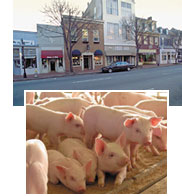Pork Pork
