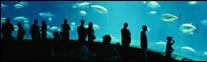 Georgia Aquarium