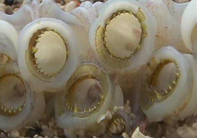 Humboldt Squid