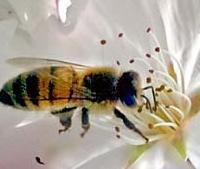 Insect Flight