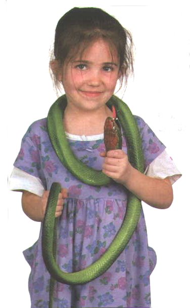 Flying Snake